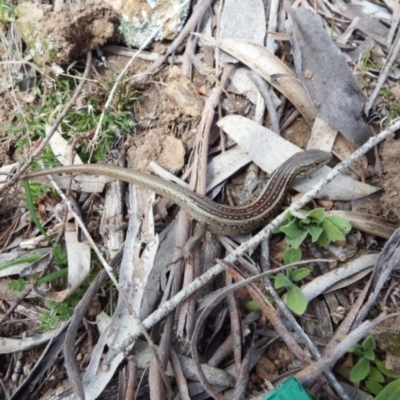 Liopholis whitii (White's Skink) at Anembo, NSW - 12 Sep 2013 by RobSpeirs