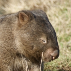 Vombatus ursinus (Common wombat, Bare-nosed Wombat) at QPRC LGA - 16 Jul 2016 by roymcd