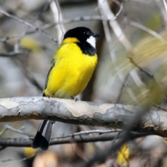 Pachycephala pectoralis (Golden Whistler) at Higgins, ACT - 16 Jul 2016 by AlisonMilton