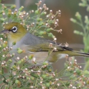 Zosterops lateralis at Tharwa, ACT - 6 Apr 2016