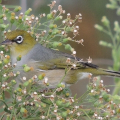 Zosterops lateralis (Silvereye) at Tharwa, ACT - 6 Apr 2016 by michaelb