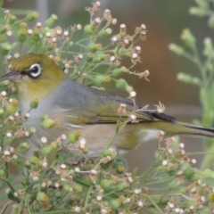 Zosterops lateralis (Silvereye) at Tharwa, ACT - 6 Apr 2016 by michaelb