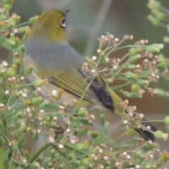 Zosterops lateralis at Tharwa, ACT - 6 Apr 2016