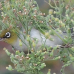 Zosterops lateralis at Tharwa, ACT - 6 Apr 2016