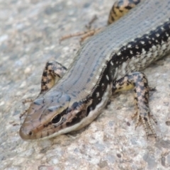 Eulamprus heatwolei (Yellow-bellied Water Skink) at Point Hut to Tharwa - 2 Mar 2016 by michaelb