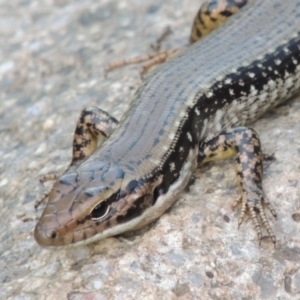 Eulamprus heatwolei at Paddys River, ACT - 2 Mar 2016 07:34 PM