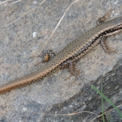 Eulamprus heatwolei at Paddys River, ACT - 2 Mar 2016 07:34 PM