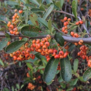Pyracantha fortuneana at Paddys River, ACT - 6 Apr 2016