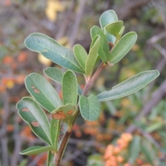 Pyracantha fortuneana at Paddys River, ACT - 6 Apr 2016
