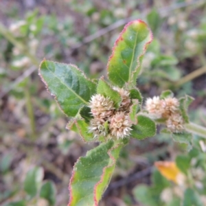 Alternanthera nana at Paddys River, ACT - 6 Apr 2016 06:30 PM