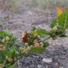 Alternanthera nana at Paddys River, ACT - 6 Apr 2016 06:30 PM