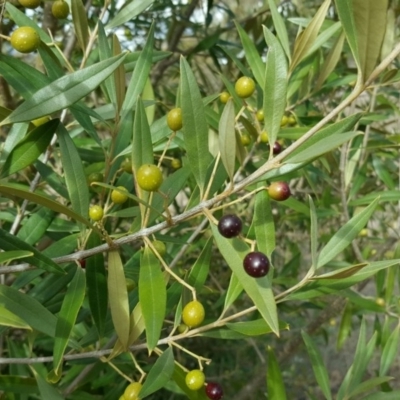 Olea europaea subsp. cuspidata (African Olive) at Isaacs Ridge - 18 Jul 2016 by Mike