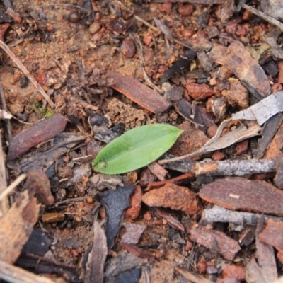 Glossodia major (Wax Lip Orchid) at Canberra Central, ACT - 19 Jul 2016 by petersan