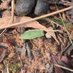 Glossodia major at Canberra Central, ACT - suppressed