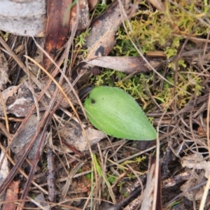 Eriochilus cucullatus at Canberra Central, ACT - 19 Jul 2016