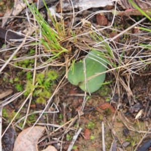 Eriochilus cucullatus at Canberra Central, ACT - suppressed