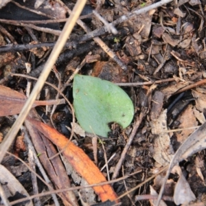 Eriochilus cucullatus at Canberra Central, ACT - suppressed