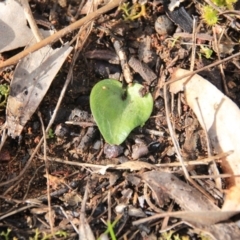 Eriochilus cucullatus at Canberra Central, ACT - suppressed