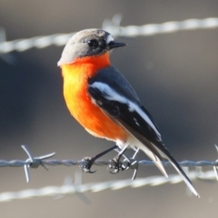 Petroica phoenicea (Flame Robin) at Googong Foreshore - 16 Jul 2016 by roymcd