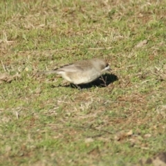 Aphelocephala leucopsis at Burra, NSW - 16 Jul 2016