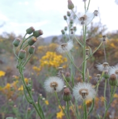 Erigeron bonariensis (Flaxleaf Fleabane) at Point Hut to Tharwa - 10 Feb 2015 by michaelb