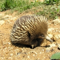 Tachyglossus aculeatus (Short-beaked Echidna) at Cotter Reservoir - 2 Feb 2010 by RobSpeirs