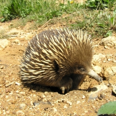 Tachyglossus aculeatus (Short-beaked Echidna) at Lower Cotter Catchment - 2 Feb 2010 by RobSpeirs