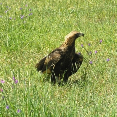 Aquila audax (Wedge-tailed Eagle) at Harrison, ACT - 3 Nov 2010 by RobSpeirs