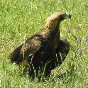 Aquila audax at Harrison, ACT - 3 Nov 2010