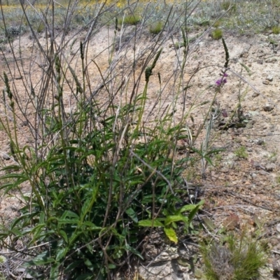 Cullen tenax (Tough Scurf-Pea) at Aranda Bushland - 18 Nov 2013 by RobSpeirs