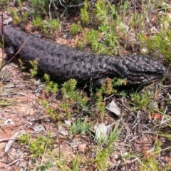 Tiliqua rugosa (Shingleback Lizard) at QPRC LGA - 21 Nov 2013 by RobSpeirs