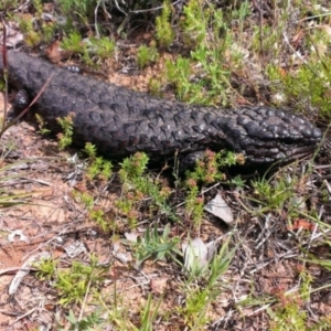 Tiliqua rugosa at Carwoola, NSW - 21 Nov 2013 03:00 PM