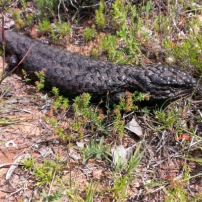 Tiliqua rugosa (Shingleback Lizard) at Carwoola, NSW - 21 Nov 2013 by RobSpeirs