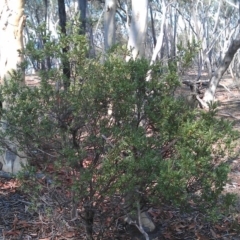 Styphelia triflora (Five-corners) at Sutton, ACT - 13 Feb 2013 by RobSpeirs