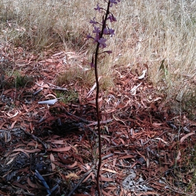 Dipodium roseum (Rosy Hyacinth Orchid) at Kowen, ACT - 24 Jan 2013 by RobSpeirs