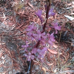 Dipodium roseum at Kowen, ACT - suppressed