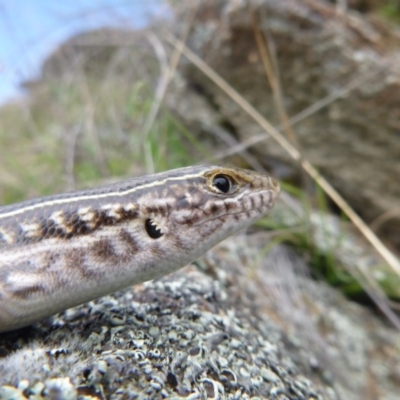 Ctenotus robustus (Robust Striped-skink) at QPRC LGA - 23 Sep 2013 by RobSpeirs