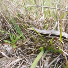 Ctenotus taeniolatus (Copper-tailed Skink) at QPRC LGA - 23 Sep 2013 by RobSpeirs