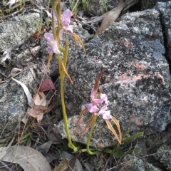 Diuris punctata var. punctata (Purple Donkey Orchid) at Rob Roy Range - 15 Oct 2012 by RobSpeirs