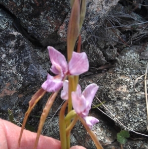 Diuris punctata at suppressed - suppressed