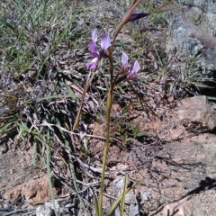 Diuris dendrobioides (Late Mauve Doubletail) by RobSpeirs