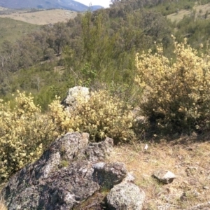 Pomaderris pallida at Gigerline Nature Reserve - 14 Oct 2015