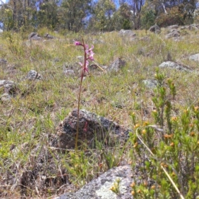 Diuris dendrobioides (Late Mauve Doubletail) at Mount Taylor - 15 Nov 2013 by RobSpeirs