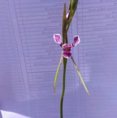 Diuris dendrobioides at suppressed - suppressed