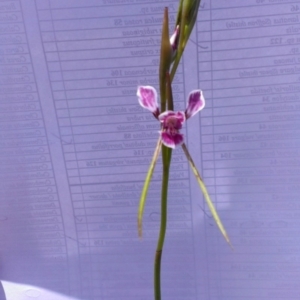 Diuris dendrobioides at suppressed - suppressed