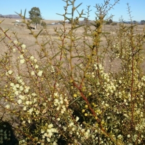 Acacia genistifolia at Jerrabomberra, NSW - 29 Jan 2016