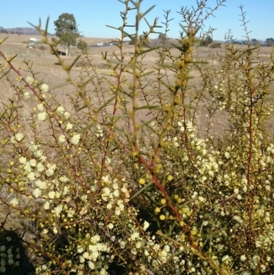 Acacia genistifolia (Early Wattle) at QPRC LGA - 28 Jan 2016 by snapperoonie