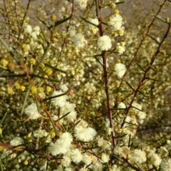 Acacia genistifolia at Jerrabomberra, NSW - 29 Jan 2016