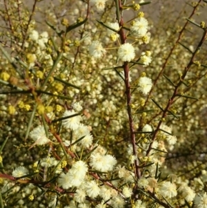 Acacia genistifolia at Jerrabomberra, NSW - 29 Jan 2016