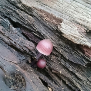 Mycena 'clarkeana group' at Weetangera, ACT - 10 Jan 2016 04:54 PM